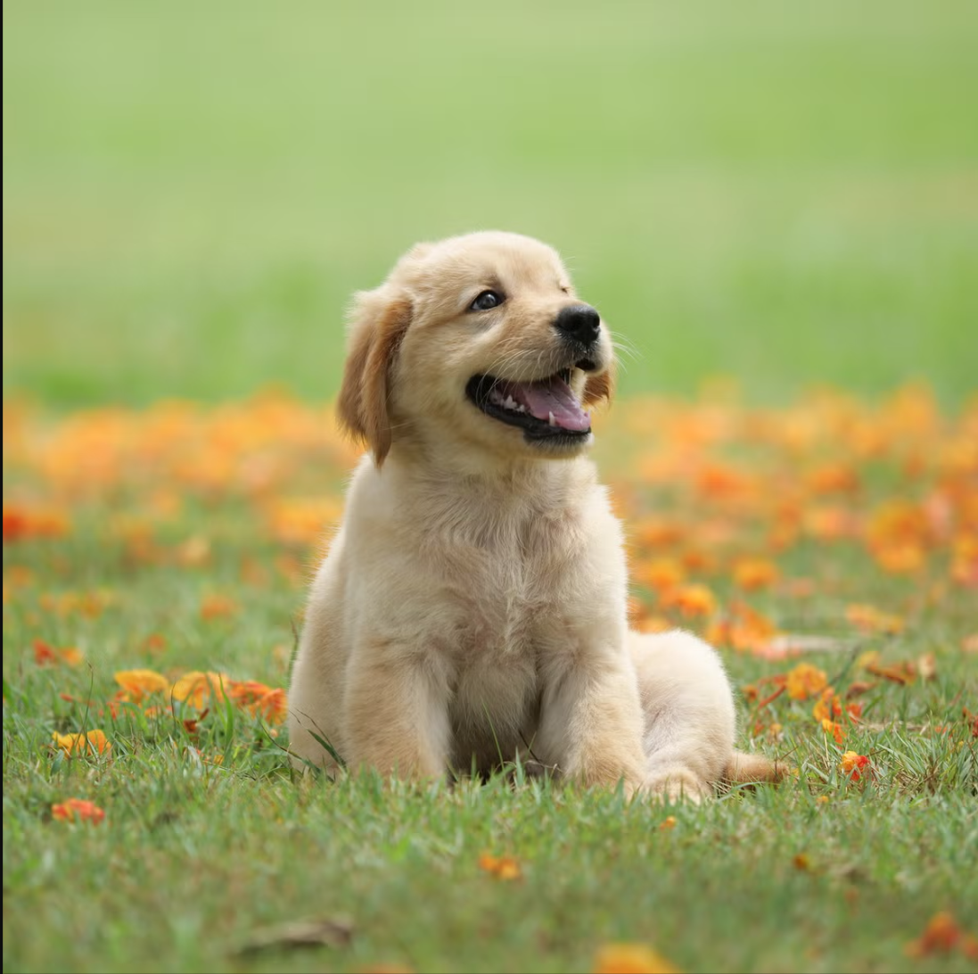 Golden retriever puppy