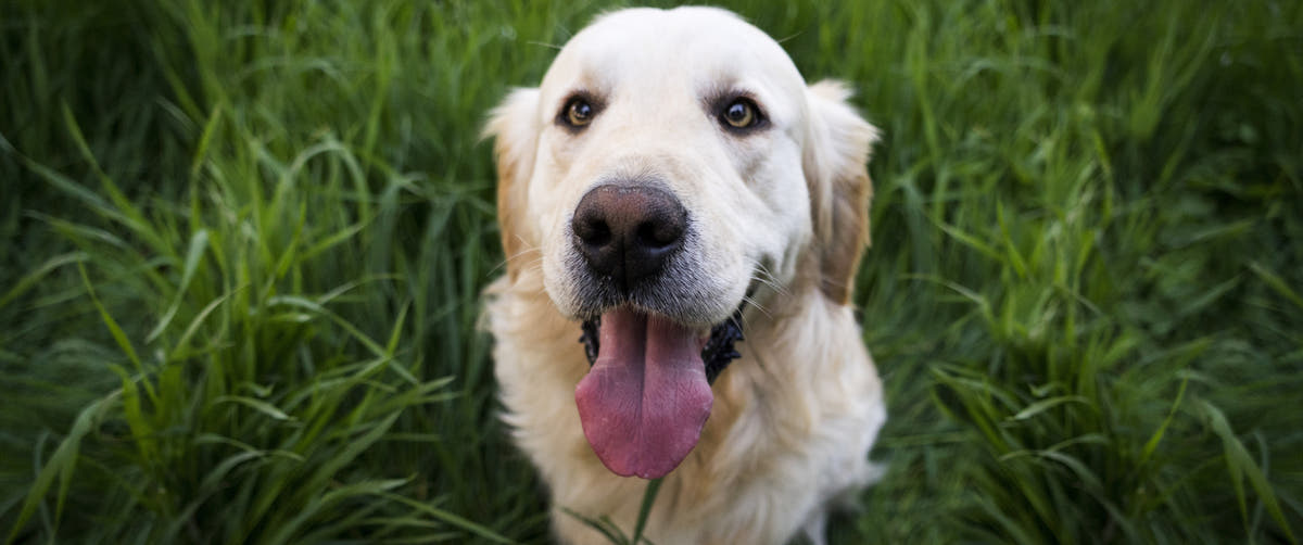 A golden retriever dog with its tongue out, standing in tall green grass.