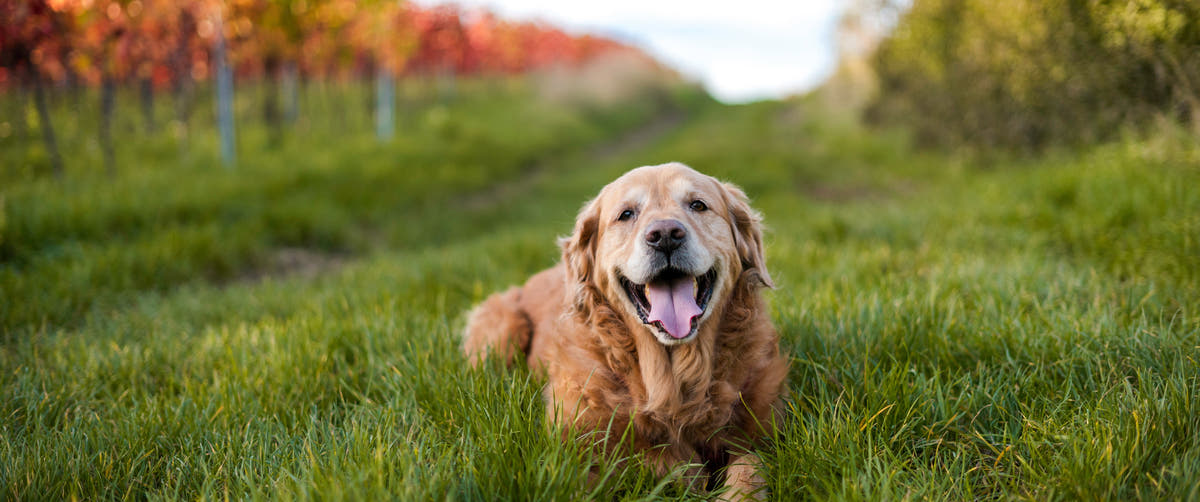 A golden retriever dog lying in a grassy field with blurred trees and autumn-colored vines in the background.