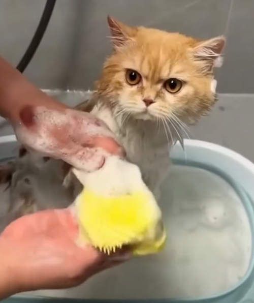 Suds Up™ Scrub Glove